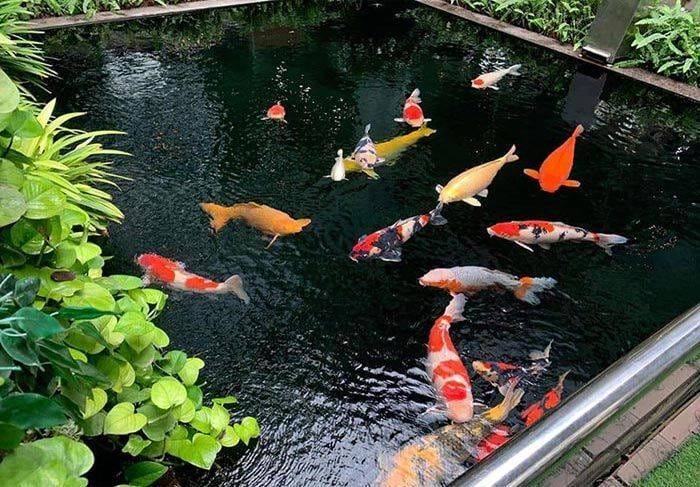 Kolam ikan
